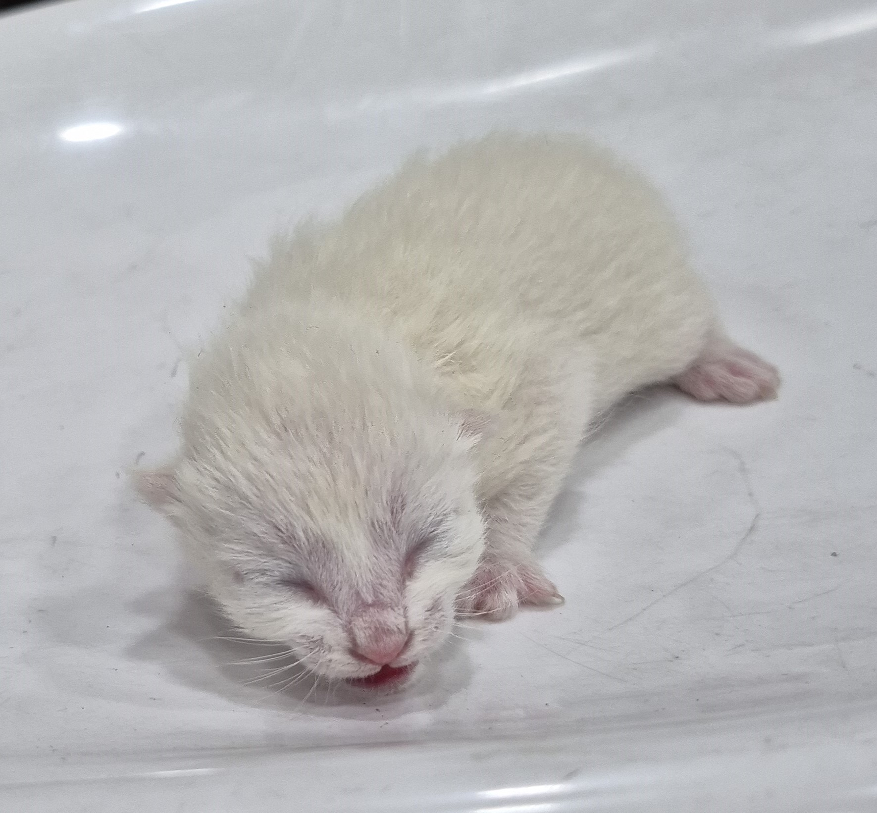 종료(자연사) 한국…